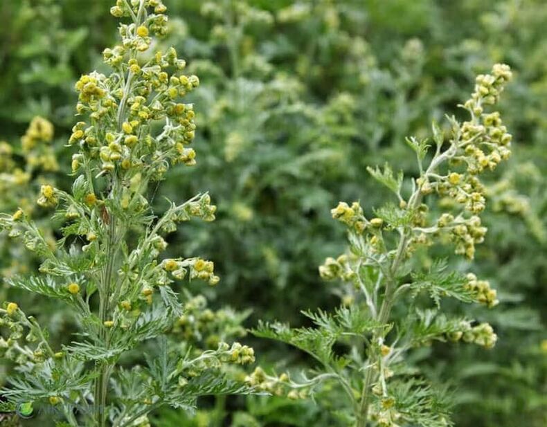 Wormwood อันขมขื่นจากปรสิต