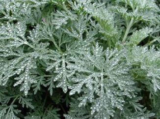 Wormwood กับหนอน