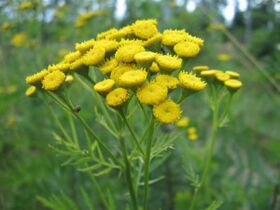 Tansy สำหรับกำจัดปรสิตออกจากร่างกาย
